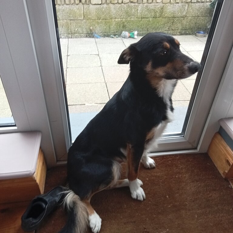 Friendly border collie