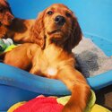 Red setter pups -3