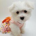 Super adorable Teacup Maltese Puppies-0