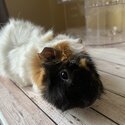 Two male Guinea pigs available for adoption-1