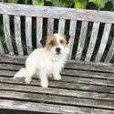 Wire haired Jack Russell .2years old -2