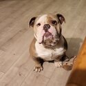 British bulldog for sale -2