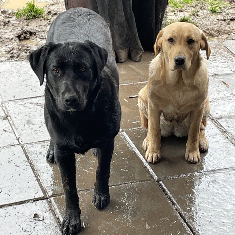 purebred labrador