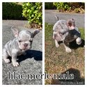 Beautiful French bulldogs. Top blood lines -1