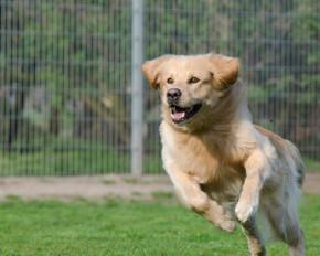 Dog Kennels Texas